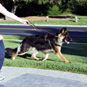 Koda, 10 months old, Dante's son