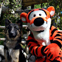 Koda with Tigger at Disneyland